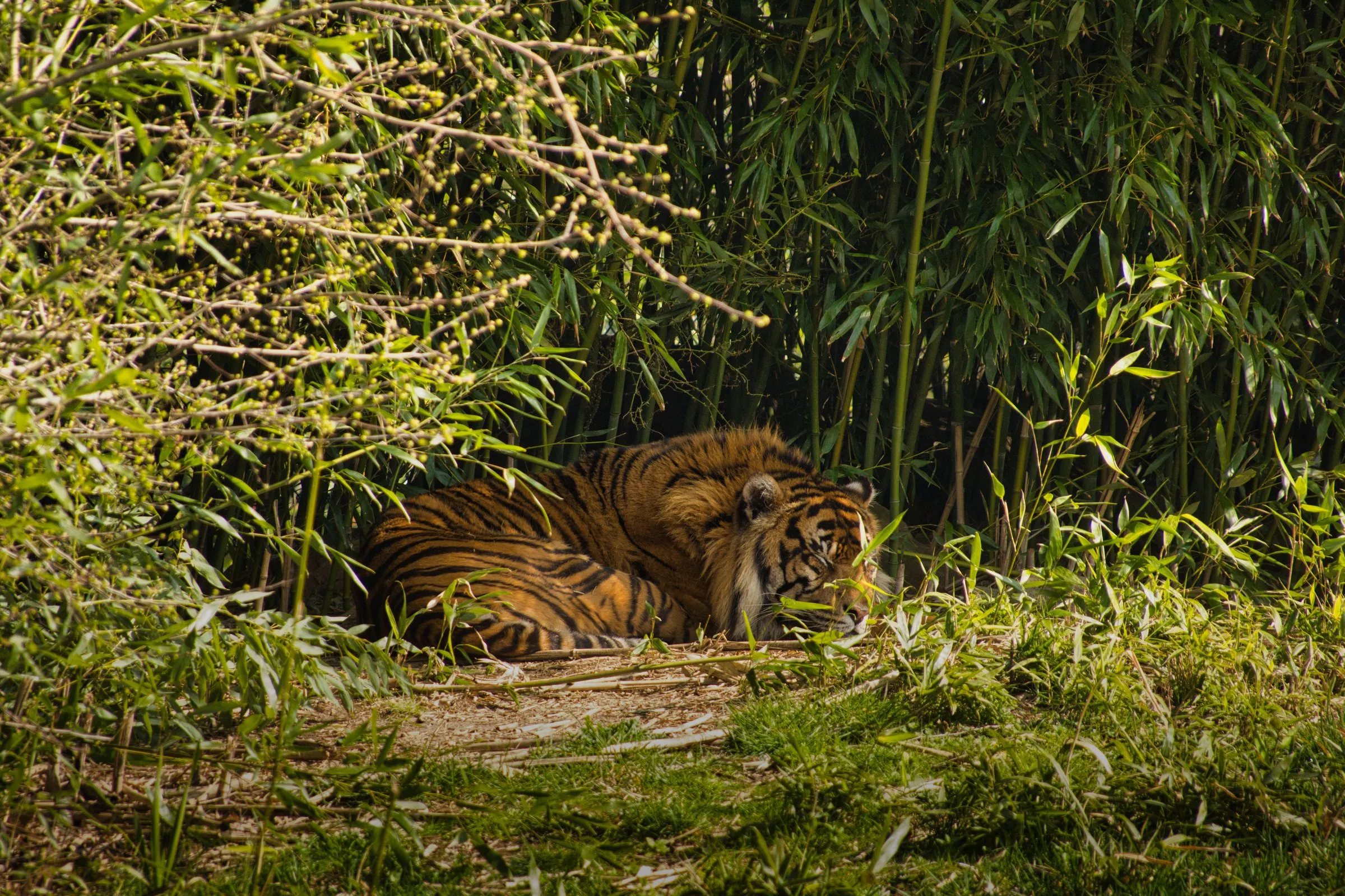 Ein Tiger liegt ruhend in dichter grüner Vegetation, während gefiltertes Sonnenlicht Lichtflecken auf sein gestreiftes Fell wirft.