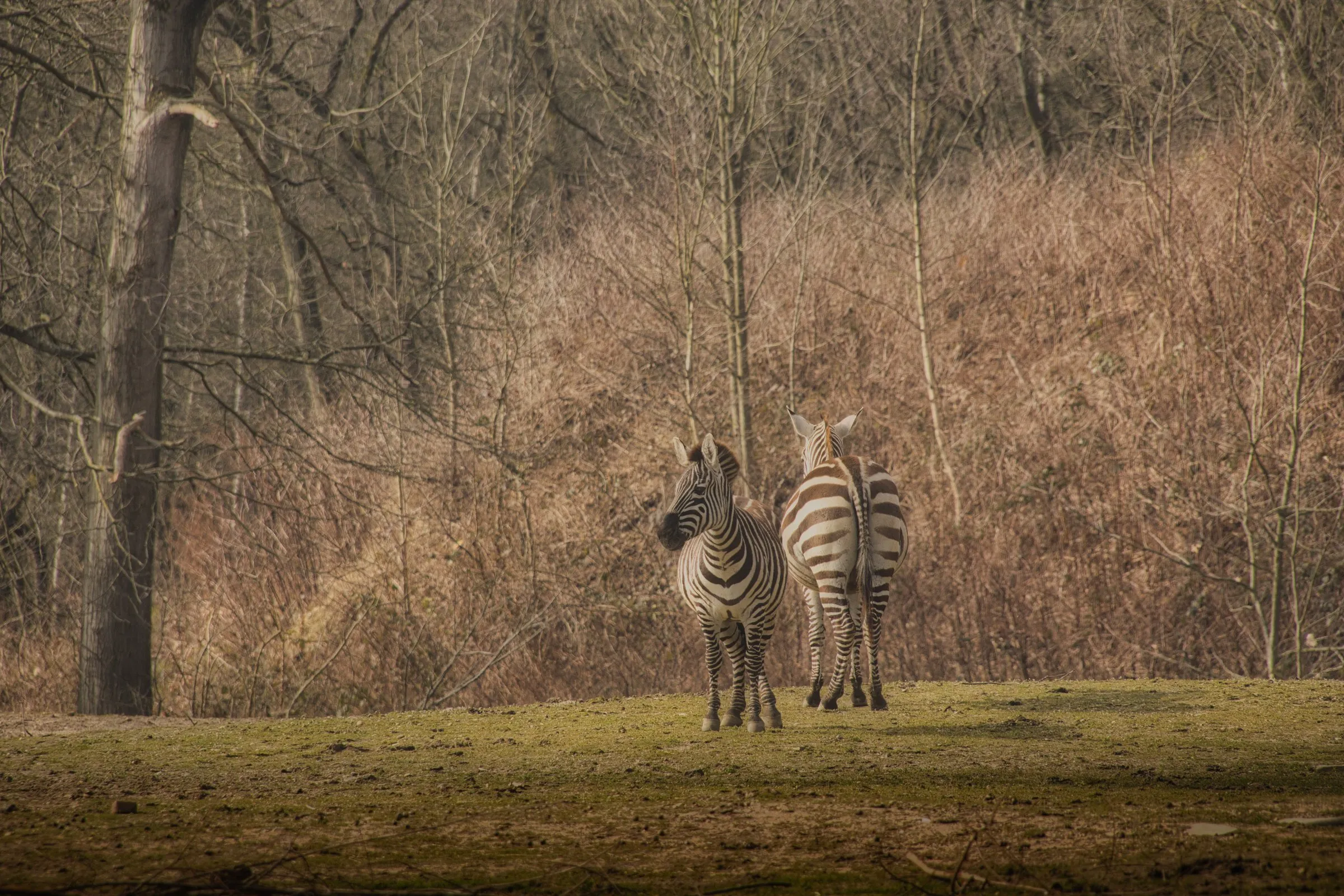 Zwei Zebras stehen ruhig auf einer herbstlichen Waldlichtung mit kahlen Bäumen im diffusen Tageslicht.